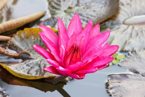Яскраво Рожева Квітка Лілії Сонячний Літній День Фоні Води Зеленого — стокове фото