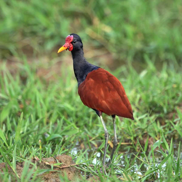 Oiseau Hocheté Jacana Sur Fond Herbe Verte Recherche Leurs Proies — Photo