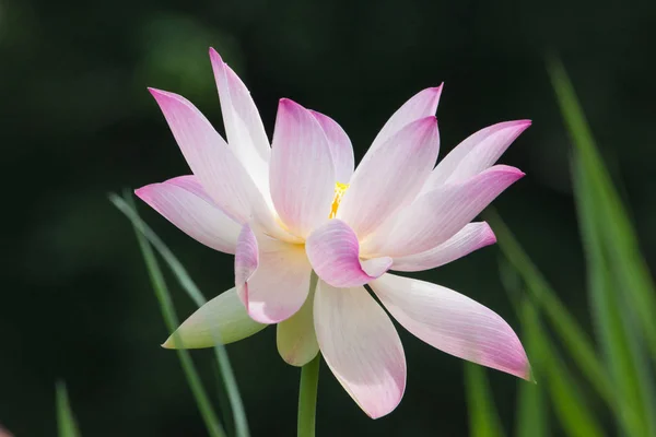 Beautiful Bright Pink Nelumbo Komarovii Flower Clear Sunny Day Green — Stock Photo, Image
