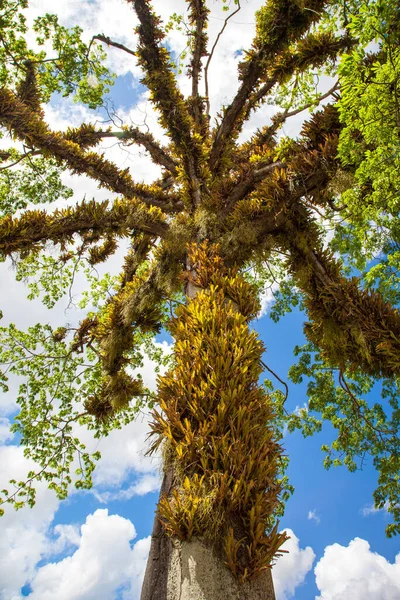 Вид Красивое Дерево Поднимающимися Висящими Листьями Паразитического Растения Голубом Небе — стоковое фото
