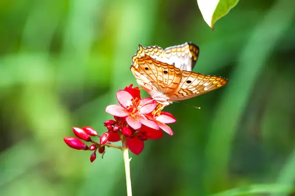 Hermosa Mariposa Naranja Brillante Sentada Sobre Una Flor Roja Claro — Foto de Stock