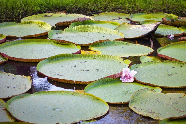 Victoria Amazonica Floating Leaves Form Plate Surface Water Lilac Flower — Stock Photo, Image