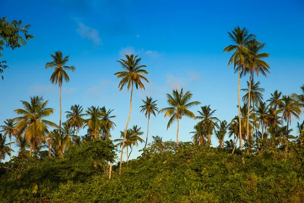 Güneşin Batışında Mavi Gökyüzüne Karşı Uzanan Güzel Astropikal Palmiye Ağaçları — Stok fotoğraf