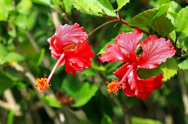 晴れた日には緑の葉を背景に鮮やかな赤ハイビスカスの花を咲かせます 選択的フォーカス — ストック写真