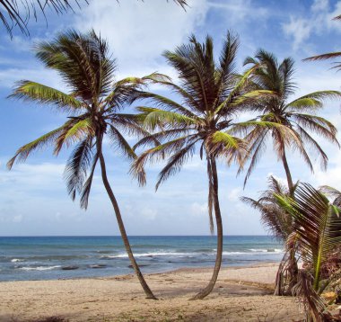 Güneşli bir günde Barbados adasındaki öfkeli okyanus dalgalarının arka planında hindistan cevizi ağaçlarının görüntüsü. Karayip manzarasının doğası, panorama.