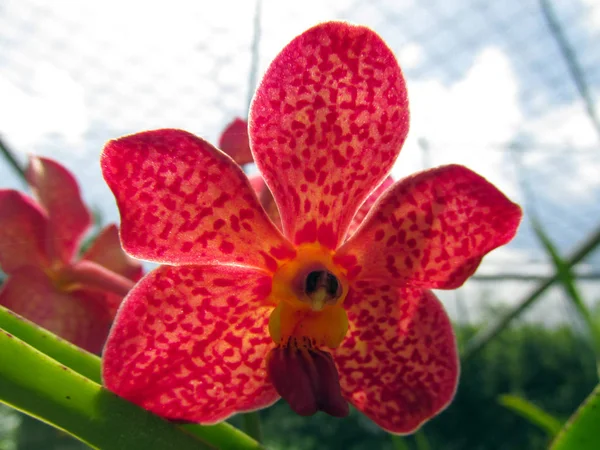 Flor Uma Orquídea Manchada Vermelha Brilhante Inverno Jardim Primavera Contra — Fotografia de Stock