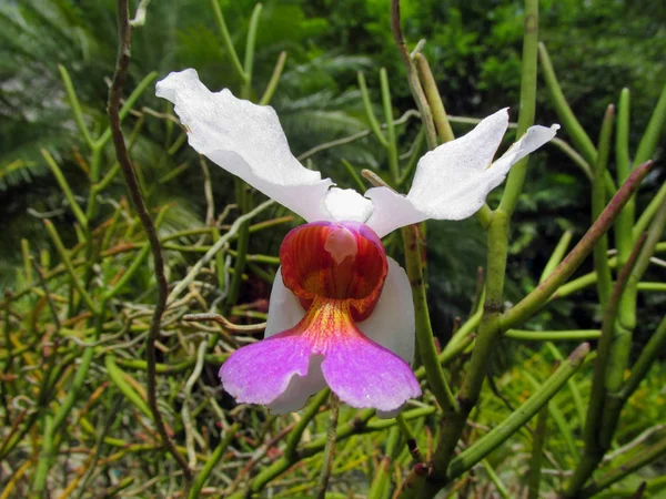 Flor Orchid Branco Vermelho Brilhante Olha Como Pássaro Avião Inverno — Fotografia de Stock