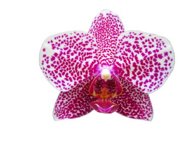 Beyaz arka planda parlak pembe benekli, izole bir çiçek. Seçici odaklanma. Metin eklemek için uzayın bir kopyasına sahip bir tasarım fikri. Flora, çiçekler, tarım..