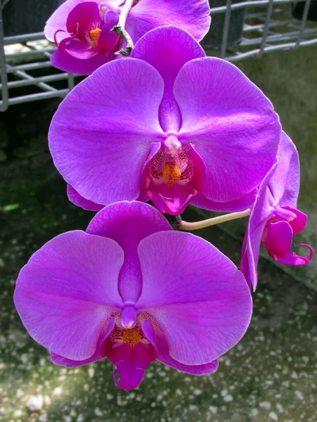 Jasná Růžová Orchidej Květina Zimě Nebo Jarní Zahradě Pozadí Zeleně — Stock fotografie