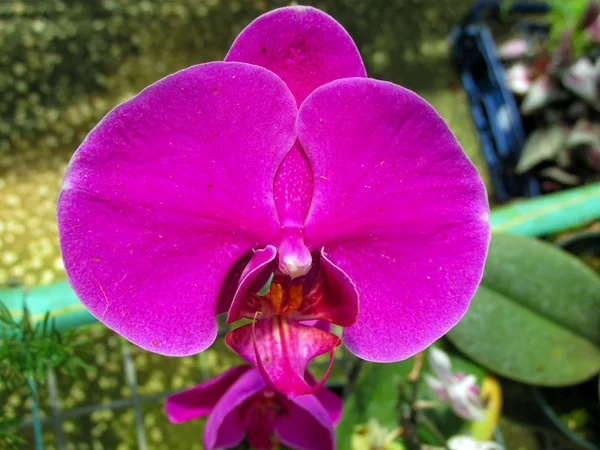 Une Fleur Orchidée Rose Vif Dans Jardin Hiver Printemps Sur — Photo