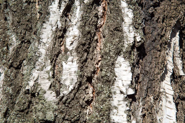 Latar Belakang Dari Kulit Pohon Birch Tua Dengan Gambar Indah — Stok Foto