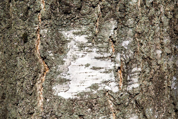 晴れた晴れた日に美しい木の絵と古い白樺の木の樹皮からの背景 テクスチャ デザイン — ストック写真