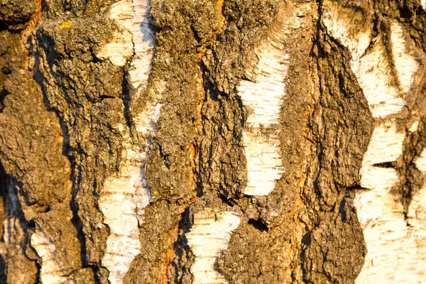 Pozadí Staré Břízové Kůry Krásným Žlutým Vzorem Stromu Paprscích Zapadajícího — Stock fotografie