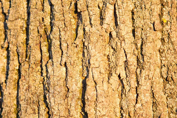 Pozadí Staré Lindenovy Kůry Krásným Žlutým Vzorem Stromu Paprscích Zapadajícího — Stock fotografie