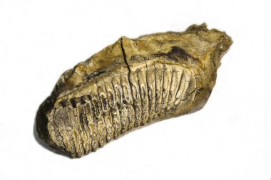 Hint fil dişi, Elephas maximus, beyaz arka planda izole edilmiş sarı yazı için boş alan kavramı. Paleontoloji, hayvan yaşamı, soyu tükenmiş hayvanlar.