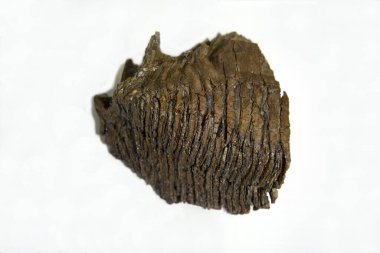 Mamut dişi, Mammuthus ilkel dehası, beyaz arka planda izole edilmiş sarı renktedir, yazı için boş alan kavramı. Paleontoloji, Hayvanların vücut parçaları, Zooloji.