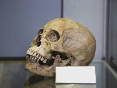İnsan kafatası (Homo sapiens Linnaeus) belirgin bir kemik yapısı deseni ile gri renktedir ve yazı yazmak için bir yer kavramı kavramına sahiptir. Kemik bilimi, anatomi, paleontoloji.