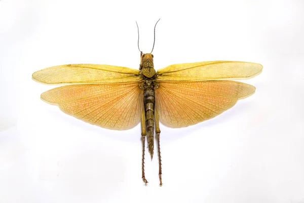 Locust Geel Geïsoleerd Een Witte Achtergrond Met Prachtige Vleugels Het — Stockfoto