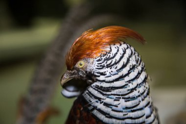 Altın ve elmas sülün güzel bir kuş portresi (Altın & Lady Amherst sülün melezi) gri bir arka planda, doldurulmuş. Hayvanlar, kuşlar, kuşbilim.