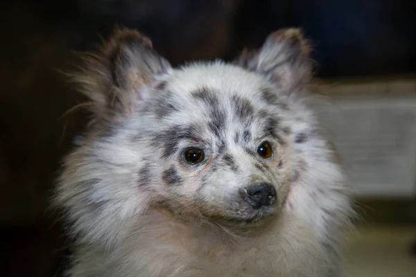 暗い背景に素敵な白いコートを持つ美しいふわふわのドイツのSpitz犬 Canisファミリリス の肖像画 詰め物 哺乳類 ペット — ストック写真