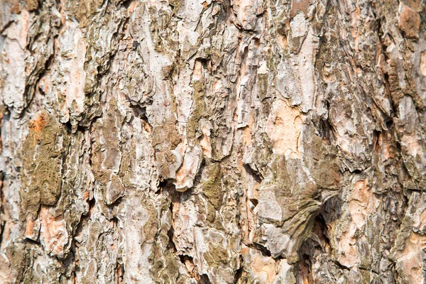 晴れた日に樹形の明確なパターンを持つ松の樹皮の背景 背景のテクスチャデザイン — ストック写真