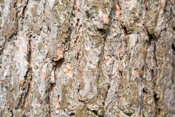 晴れた日に樹形の明確なパターンを持つ松の樹皮の背景 背景のテクスチャデザイン — ストック写真