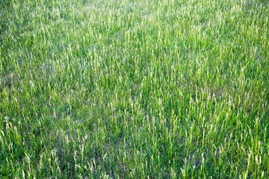 İlkbaharın sonlarında çimenlerin olduğu yer. İç mekan dokuları. İç doku arka planlarıName