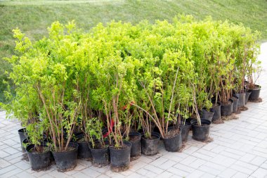 Baharda dikmek için plastik kaplarda bulunan yeşil çalıların tohumları. Peyzaj, ekoloji, şehir ekonomisi, peyzaj