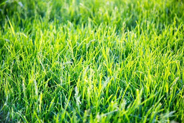 Background of bright green grass in the rays of the setting sun in spring. Selective focus. Interior texture backgrounds