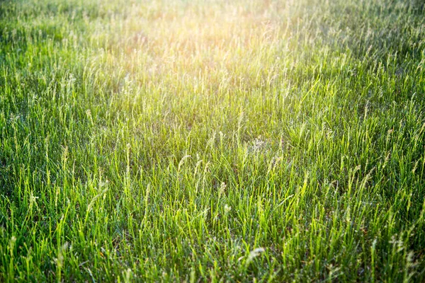 Background Bright Green Grass Rays Setting Sun Spring Selective Focus — Stock Photo, Image
