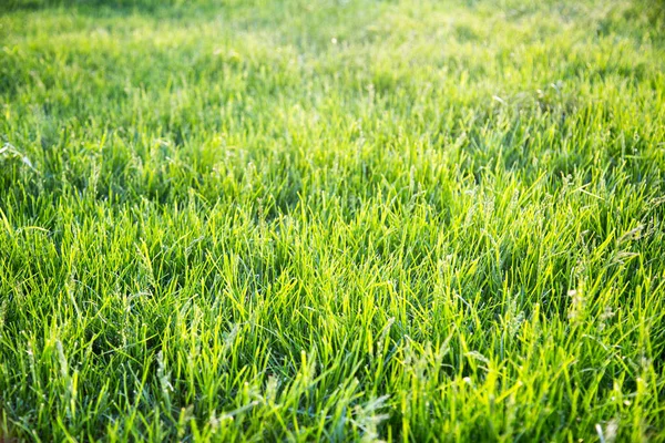 Background of bright green grass in the rays of the setting sun in spring. Selective focus. Interior texture backgrounds