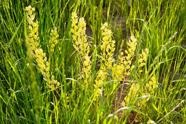 Baharda batan güneşin ışınlarında termopsis lanceolate (Thermpsis lanceolta) bulunur. İç mekan dokuları. Seçici odaklanma. Flora, çiçekler, ekoloji.