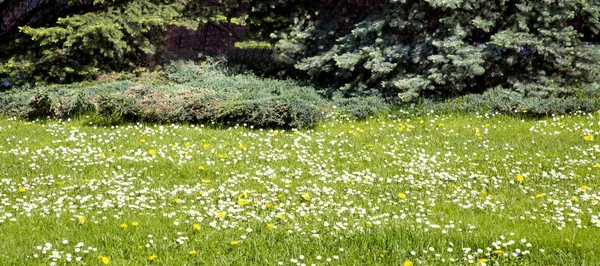 Panorama Prado Verde Com Flores Brancas Ramos Abeto Azuis Distância — Fotografia de Stock