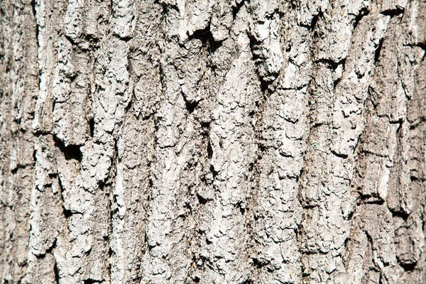 The texture of oak bark. Texture backgrounds for Wallpaper graphics design Wallpapers Abstract illustration of a tree structure