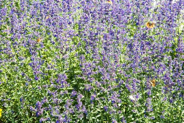 Glade Flores Color Lila Lavanda Lat Lavandula Claro Día Soleado — Foto de Stock