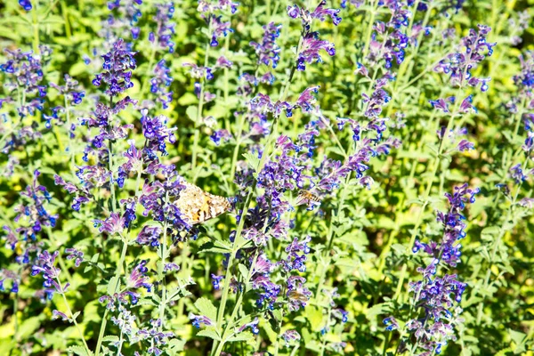 Glade Flores Lavanda Lilás Lat Lavandula Dia Ensolarado Claro Foco — Fotografia de Stock