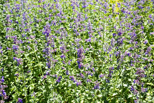 Glade Flores Lavanda Lilás Lat Lavandula Dia Ensolarado Claro Foco — Fotografia de Stock