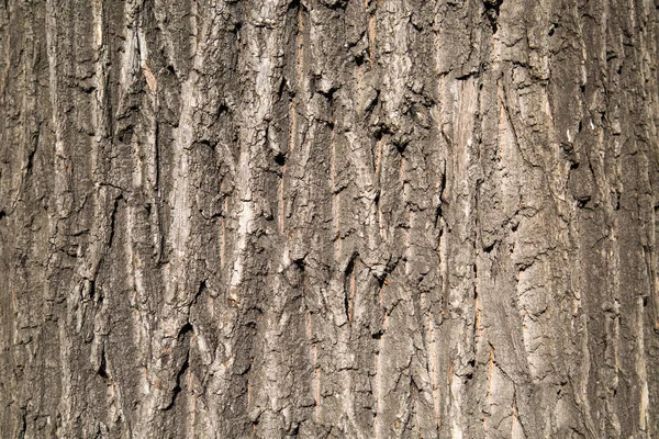 晴れた日に古いオークの樹皮の背景 デザインの背景テクスチャ — ストック写真