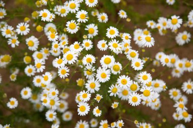 Güneşli bir günde, beyaz papatya çiçekleri. Arkaplan dokusu tasarla.