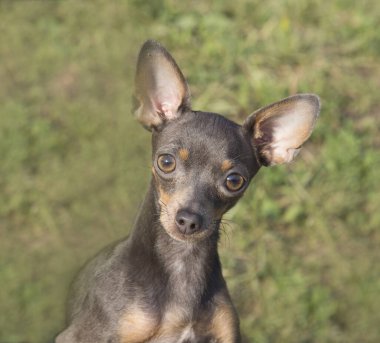 Yeşil bir çimenlikte Terrier marka bir köpek portresi. Kedi besliyor..