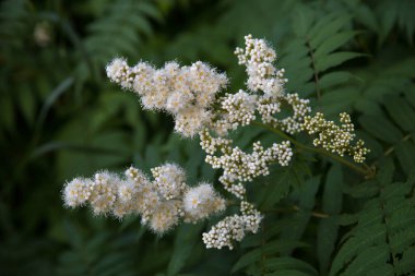 Yeşil yaprakların arka planında yabanarısı olan bir dağ külünün beyaz çiçekleri. Seçici odaklanma. Doğal bitki örtüsü..