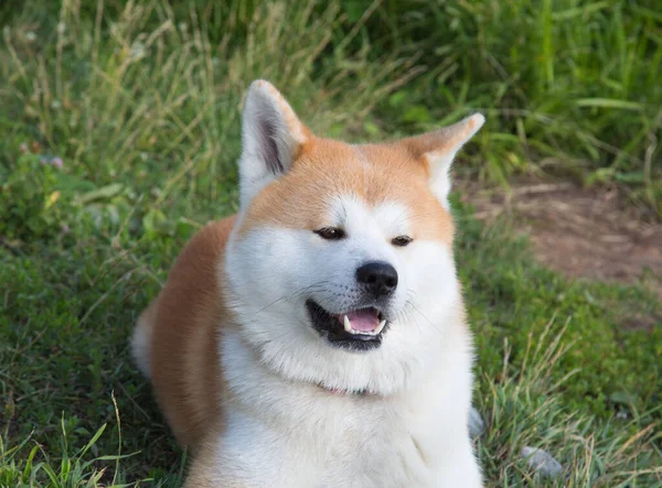 Retrato Perro Akita Inu Sobre Fondo Césped Verde Mascotas Perros — Foto de Stock