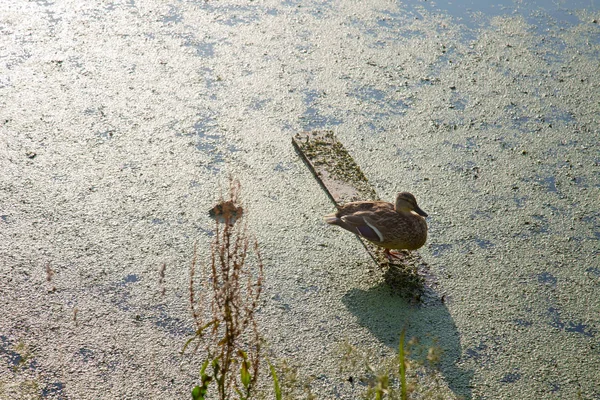 Osamělá Kachna Stojí Prkně Vyhřívá Slunci Zeleného Rybníka Divoká Zvěř — Stock fotografie