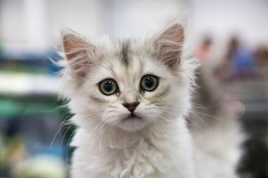 Neşeli kedi yavrusu Maine Rakun White 'ın portresi. Seçici odaklanma. Evcil hayvan hobileri.