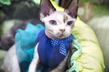 Manishka kelebeği giymiş Devon Rex 'in kedi portresi. Seçici odaklanma. Evcil hayvan hobileri.