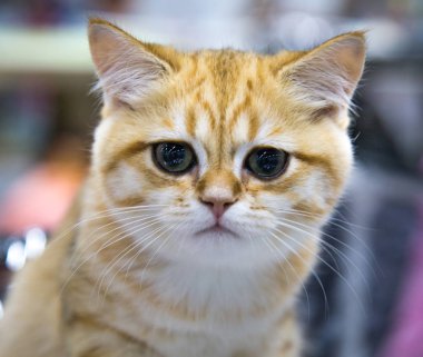 Mutlu bir kedi yavrusunun portresi. Altın çinçilya. Seçici odaklanma. Evcil hayvan hobileri.