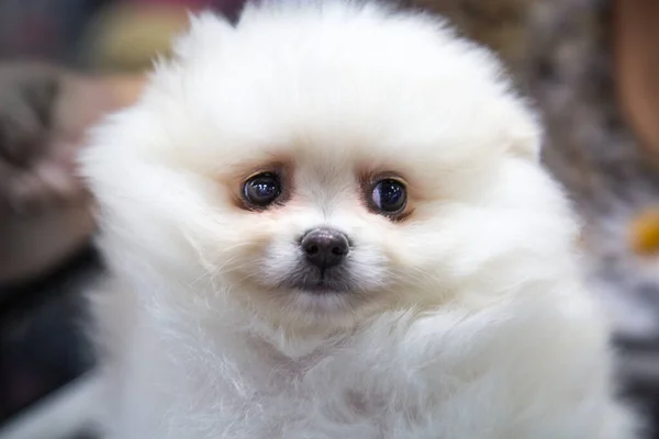 Het Portret Van Pup Van Het Spitz Ras Wit Selectieve — Stockfoto