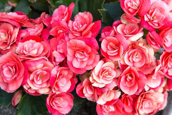 Bouquet Rose Rosa Rosse Uno Sfondo Erba Verde Fiori Design — Foto Stock