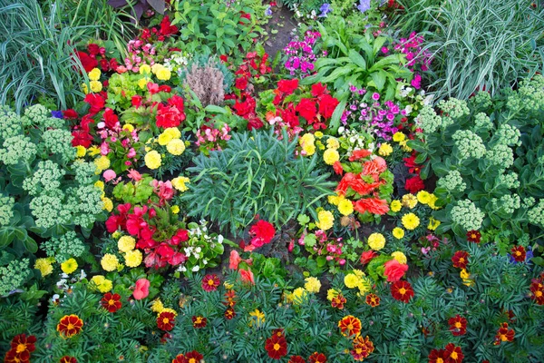 Flores Vermelhas Brilhantes Cravo Turco Lat Dinthus Barbtus Fundo Folhas — Fotografia de Stock