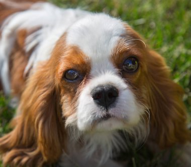Yavru bir köpeğin portresi yeşil çimlerin üzerinde Spaniel 'i besler. Seçici odaklanma. Evcil hayvanlar.